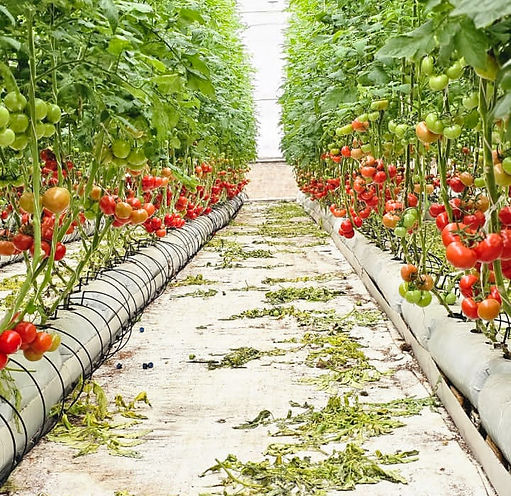Canada Foster AgriTech Partnership