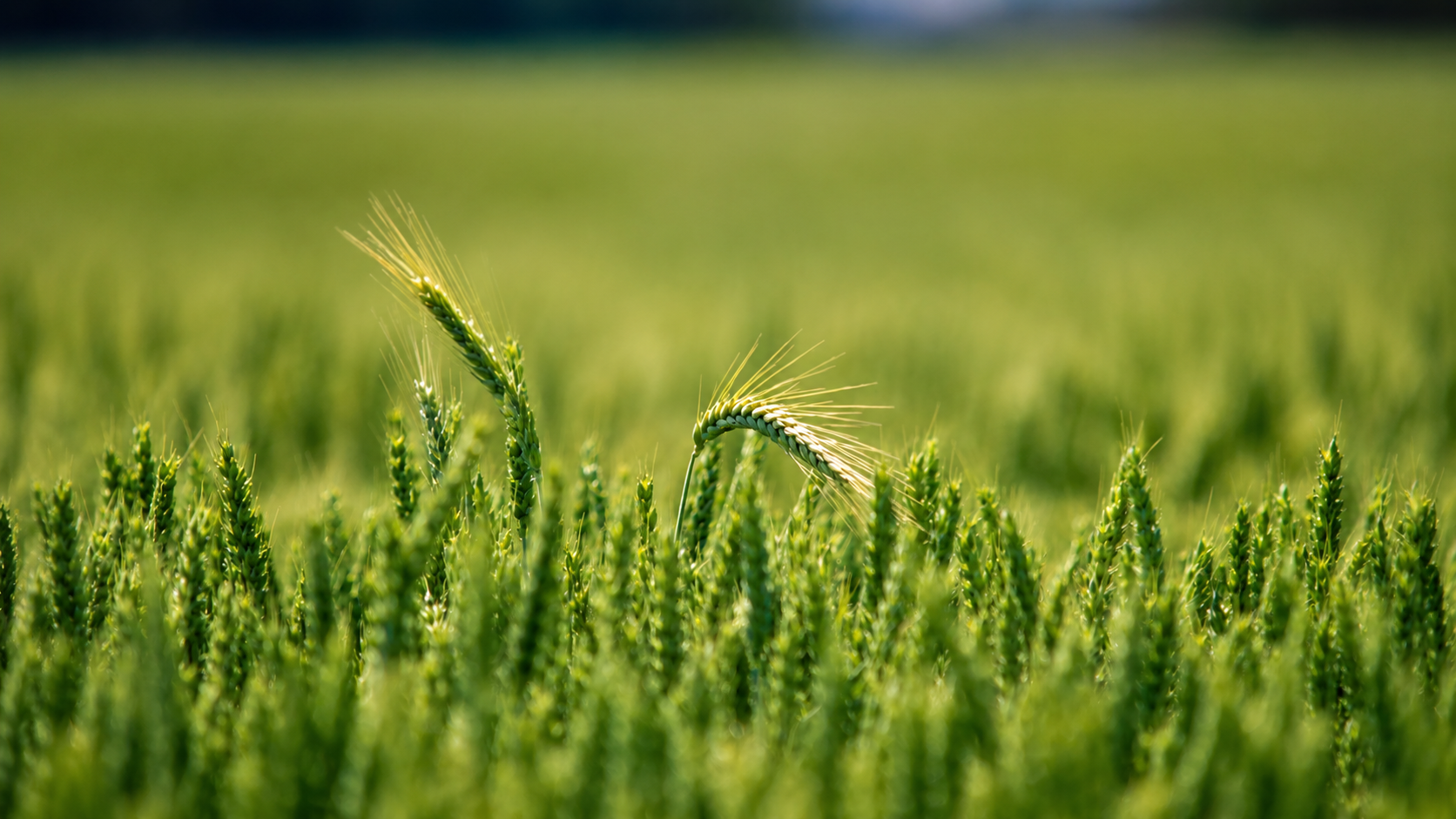 Modern agricultural consulting
